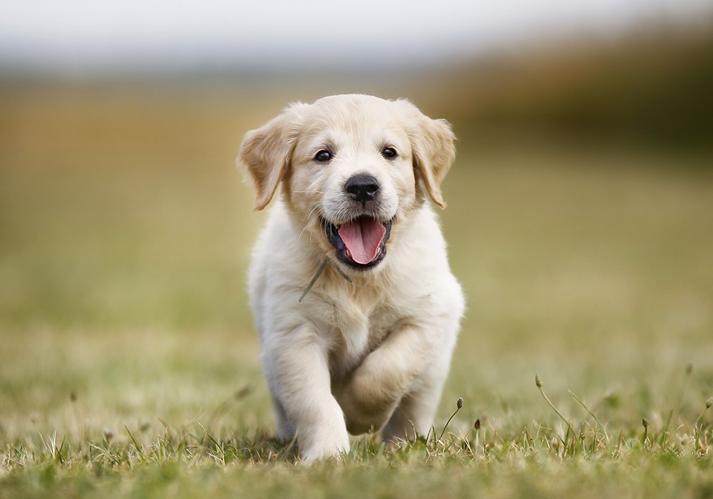 adorable-puppy