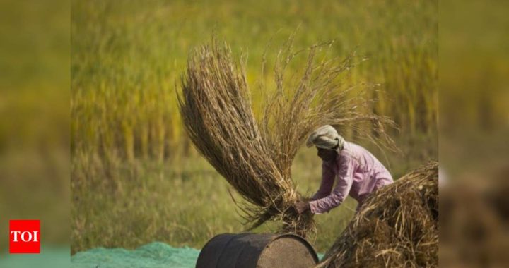 From record foodgrain production to farmer protests, eventful year for growing agri sector - Times of India