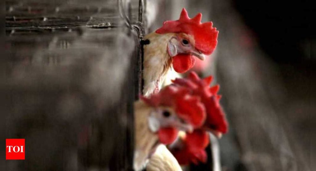 Bird flu: Top hatcheries see 15-25% impact on sales - Times of India