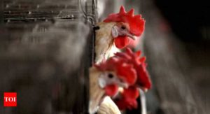 Bird flu: Top hatcheries see 15-25% impact on sales - Times of India