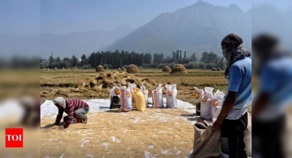 Vietnam buys Indian rice for first time in decades: Report - Times of India