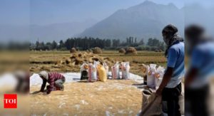 Vietnam buys Indian rice for first time in decades: Report - Times of India