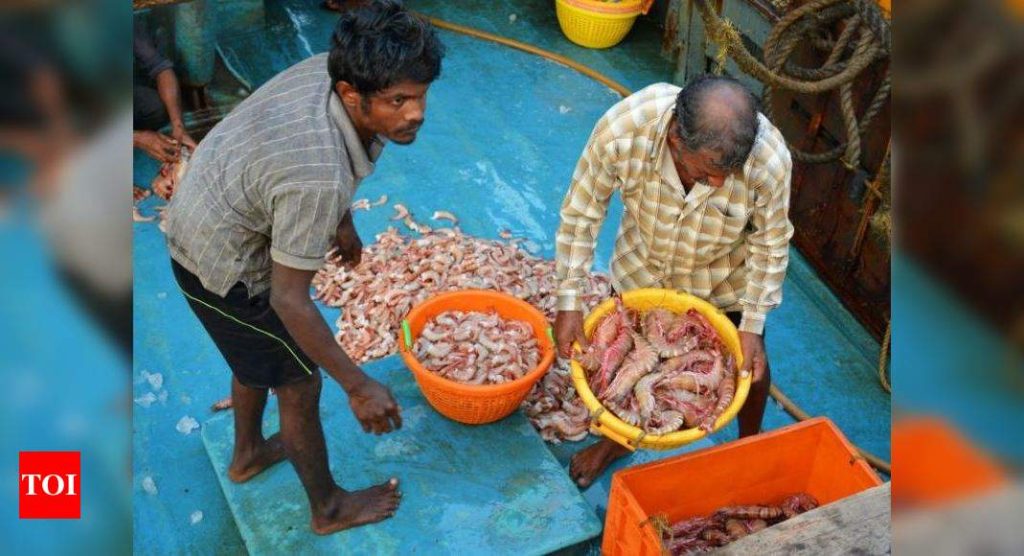 Huge no. of Maharashtra, Gujarat trawlers docked as China fish exports hit - Times of India