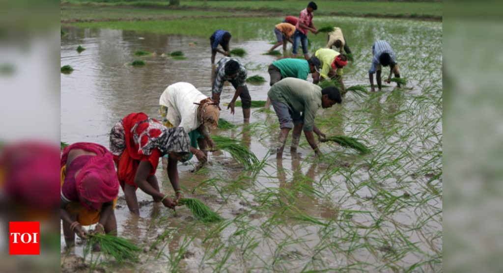 India lines up deepwater port for rice, exports to surge amid global shortage: Report - Times of India