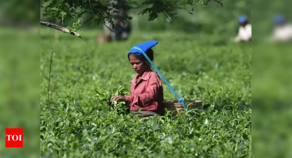 Indian tea exports dip 18% in 2020 - Times of India