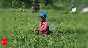 Indian tea exports dip 18% in 2020 - Times of India