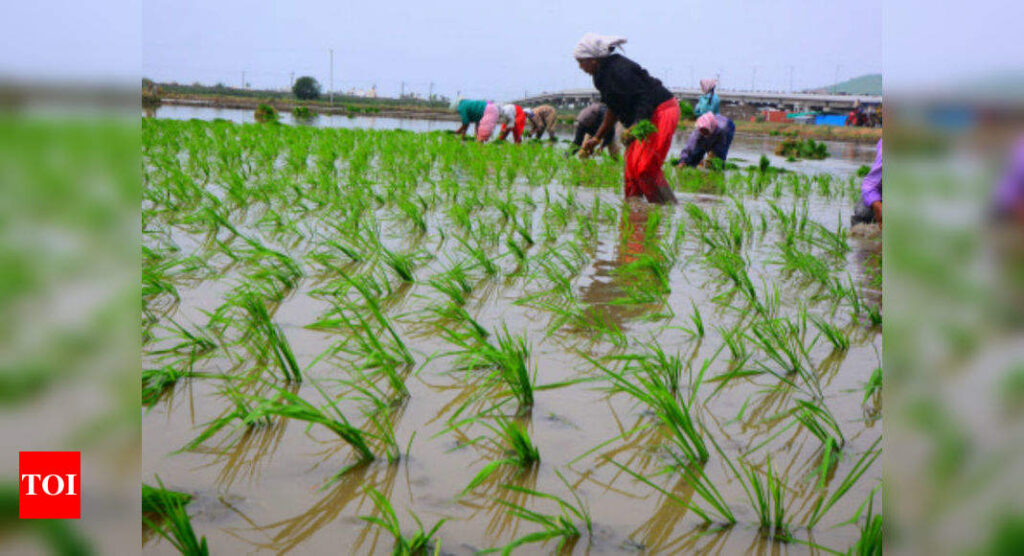 Summer crop planting lags as monsoon rains taper off - Times of India