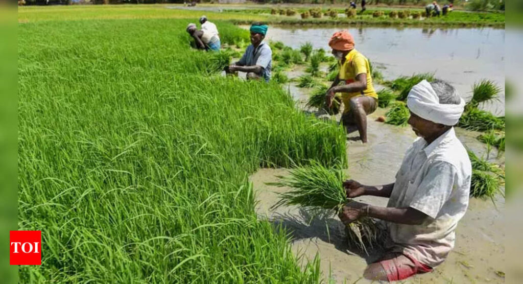 70% of agricultural households possess land less than 1 hectare, finds survey - Times of India