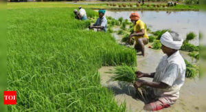 70% of agricultural households possess land less than 1 hectare, finds survey - Times of India