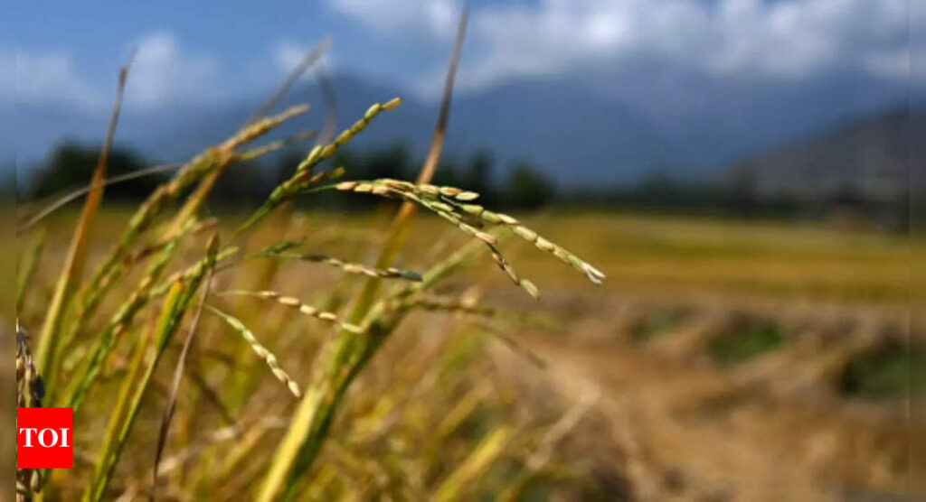 India has no plans to curb rice exports as local supplies surge - Times of India