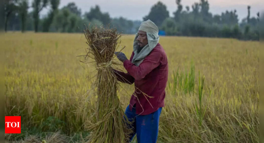 Govt hikes paddy MSP by Rs 100 per quintal for 2022-23 - Times of India