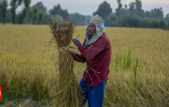 Govt hikes paddy MSP by Rs 100 per quintal for 2022-23 - Times of India