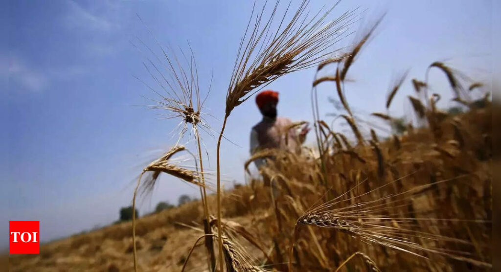 India could soon allow wheat exports of 1.2 million tonnes: Report - Times of India