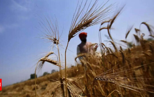 India could soon allow wheat exports of 1.2 million tonnes: Report - Times of India