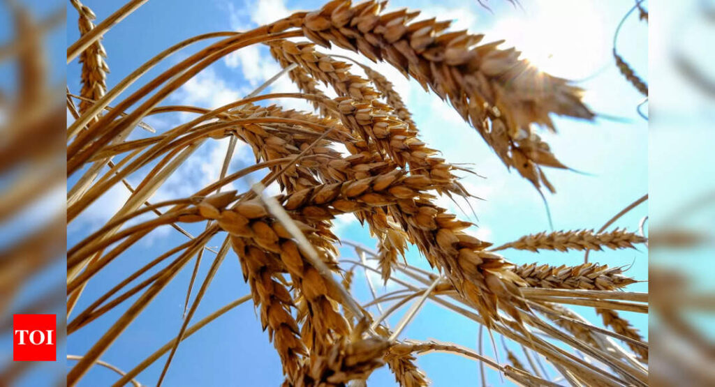 India seeks written ‘no re-export’ vow from wheat buyers - Times of India