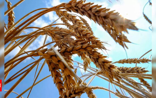 India seeks written ‘no re-export’ vow from wheat buyers - Times of India