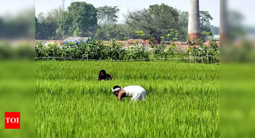Farmer income up 2 times for some crops since FY18 - Times of India