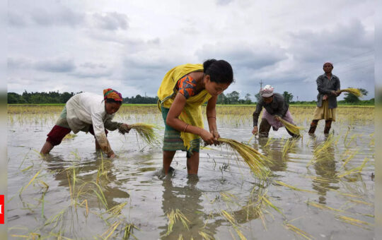 India faces questions at WTO on 7 million tonne gap in rice stock - Times of India