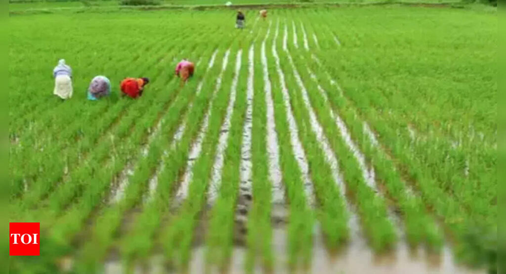 Rice farmers to ramp up planting after a delayed start - Times of India