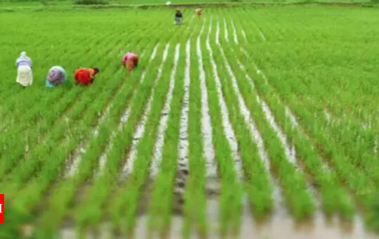 Rice farmers to ramp up planting after a delayed start - Times of India