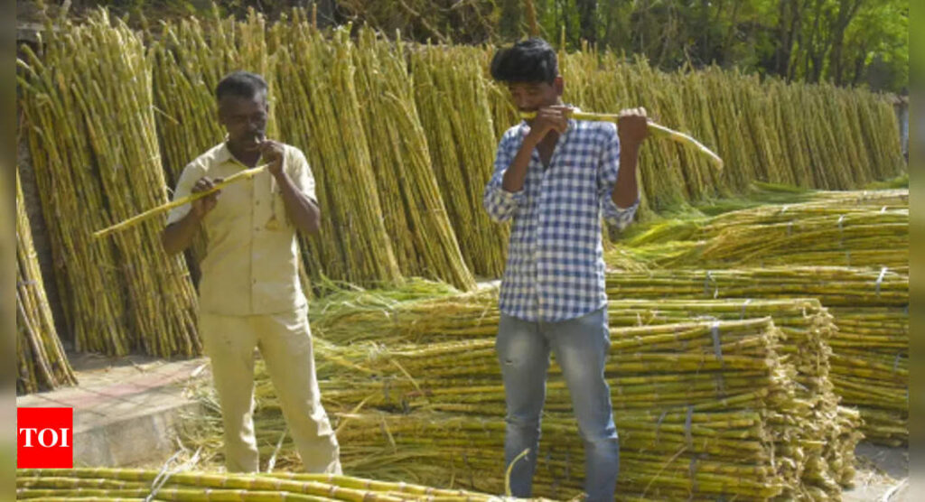 Govt hikes sugarcane FRP by Rs 15/quintal to Rs 305 per quintal for 2022-23 season - Times of India