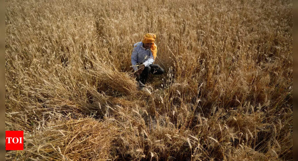 India says not planning to import wheat - Times of India