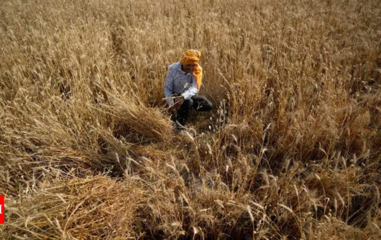 India says not planning to import wheat - Times of India