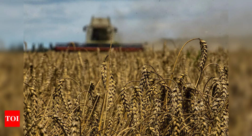 Wheat production to fall by 3%, but grain output to hit new high | India News - Times of India