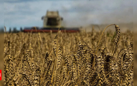 Wheat production to fall by 3%, but grain output to hit new high | India News - Times of India